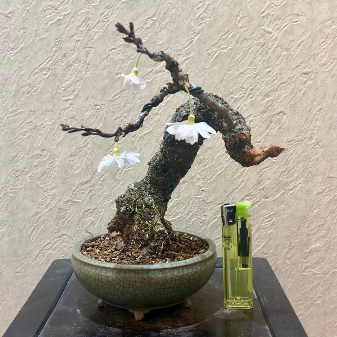 樹高16㎝激古‼︎十月桜 小品 盆栽 真柏 黒松 五葉松 赤松 梅 楓 薔薇