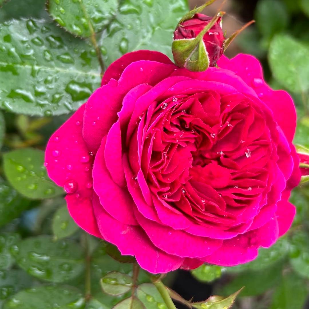 発根済みバラ挿し木苗3株セットDA 期間限定価格 ER廃盤品種1株 - メルカリ