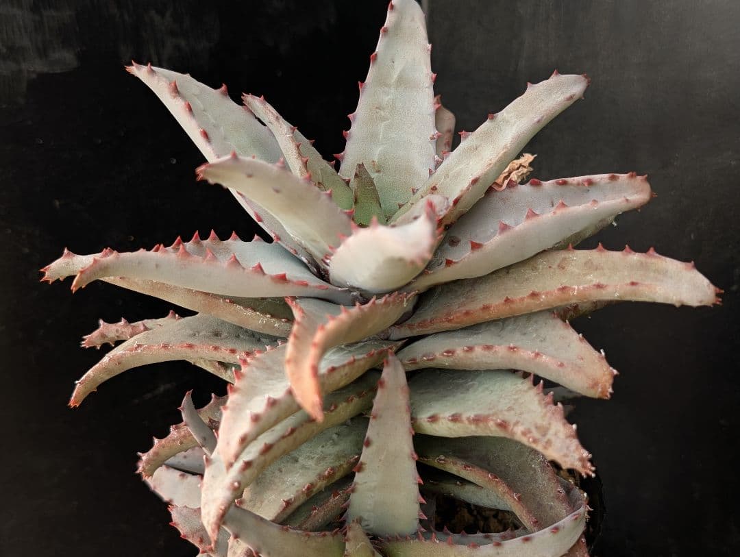 メルカリ便発送☆アロエ コニフェラ×カスティロニアエ(カット苗