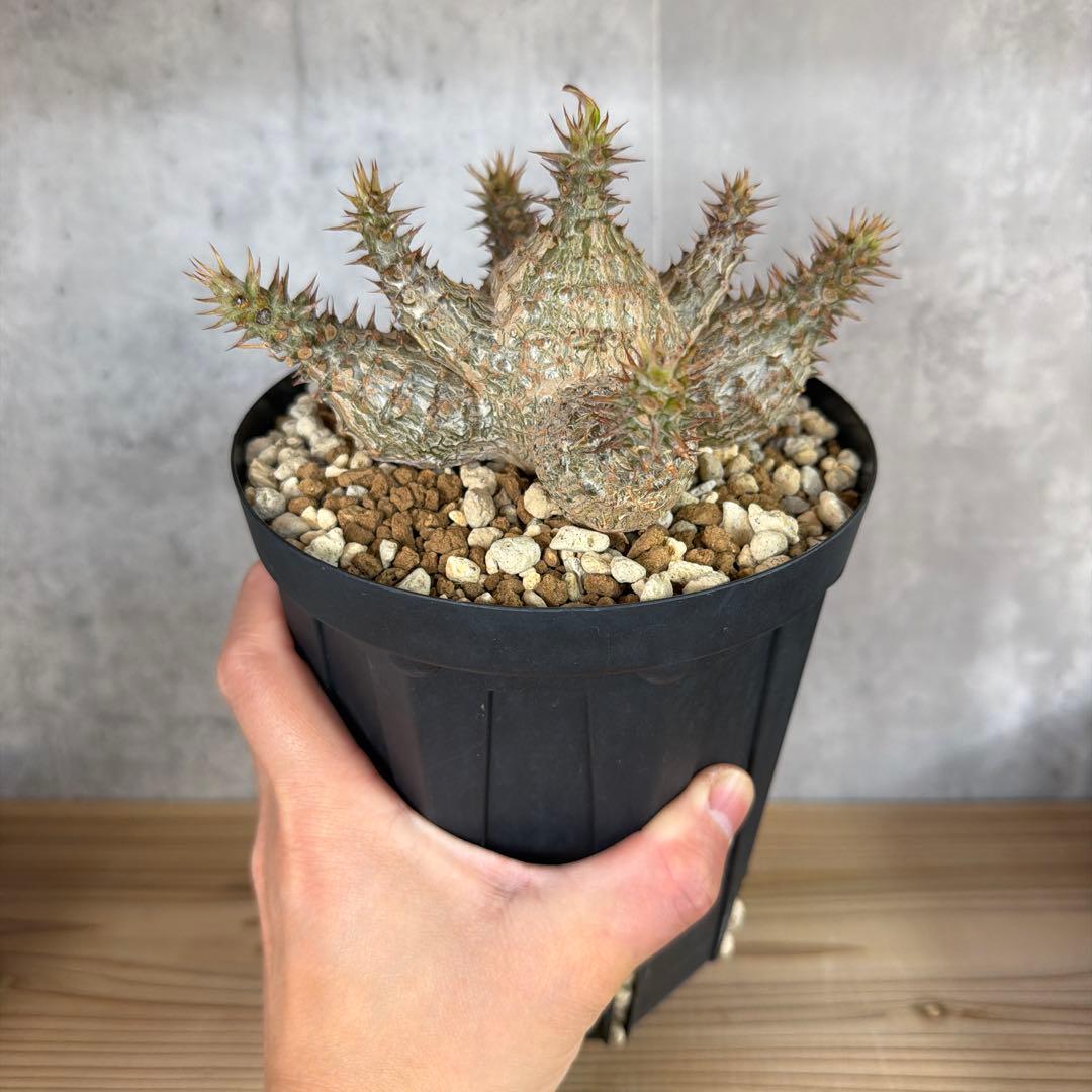 8パキポディウムウィンゾリー 国内実生6年株 パキポディウム ウィンゾリー 【実生】GM2402214 | RAFLUM / ラフラム