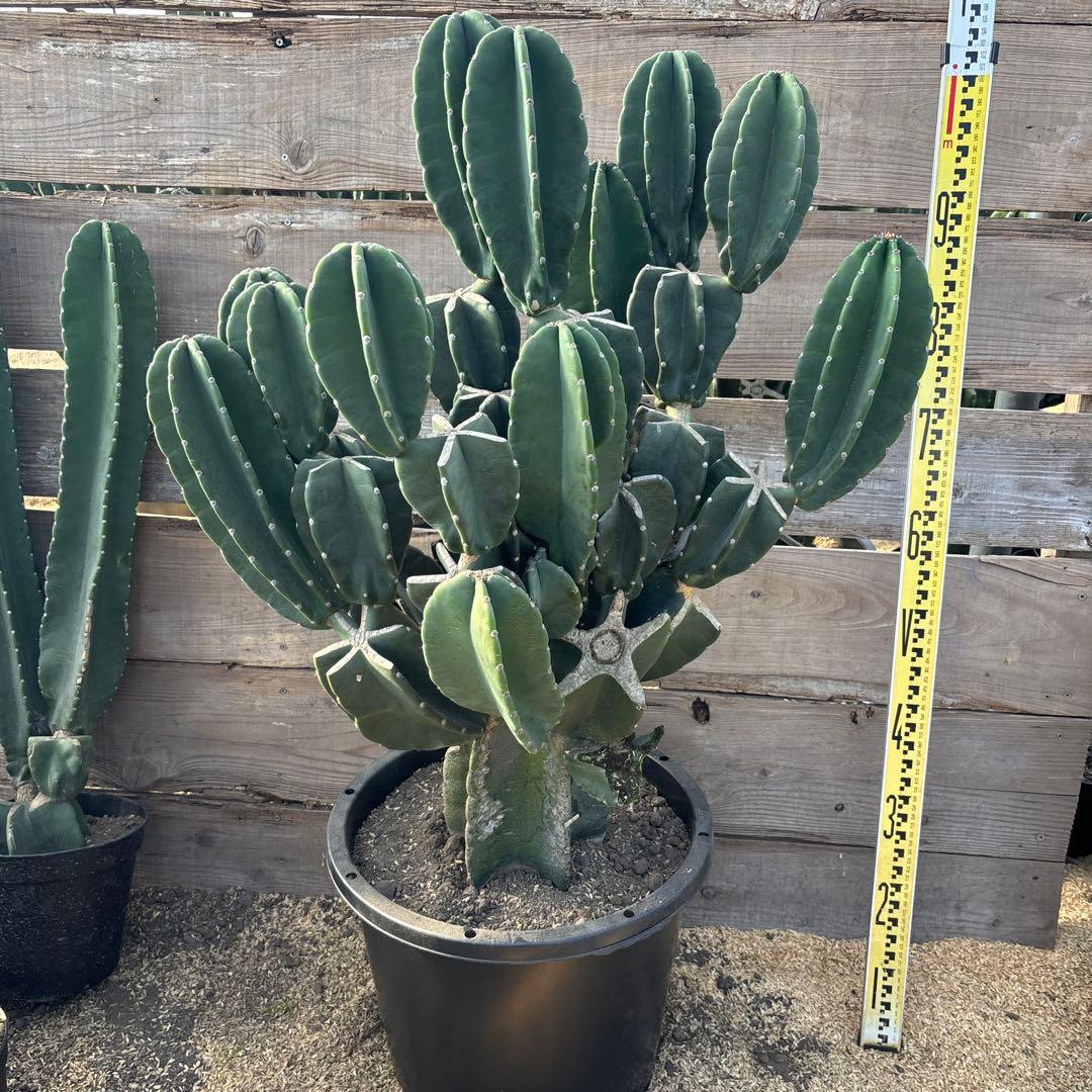 売り切越冬済 柱サボテン 鬼面角 発根 ドライガーデン ロストラータ