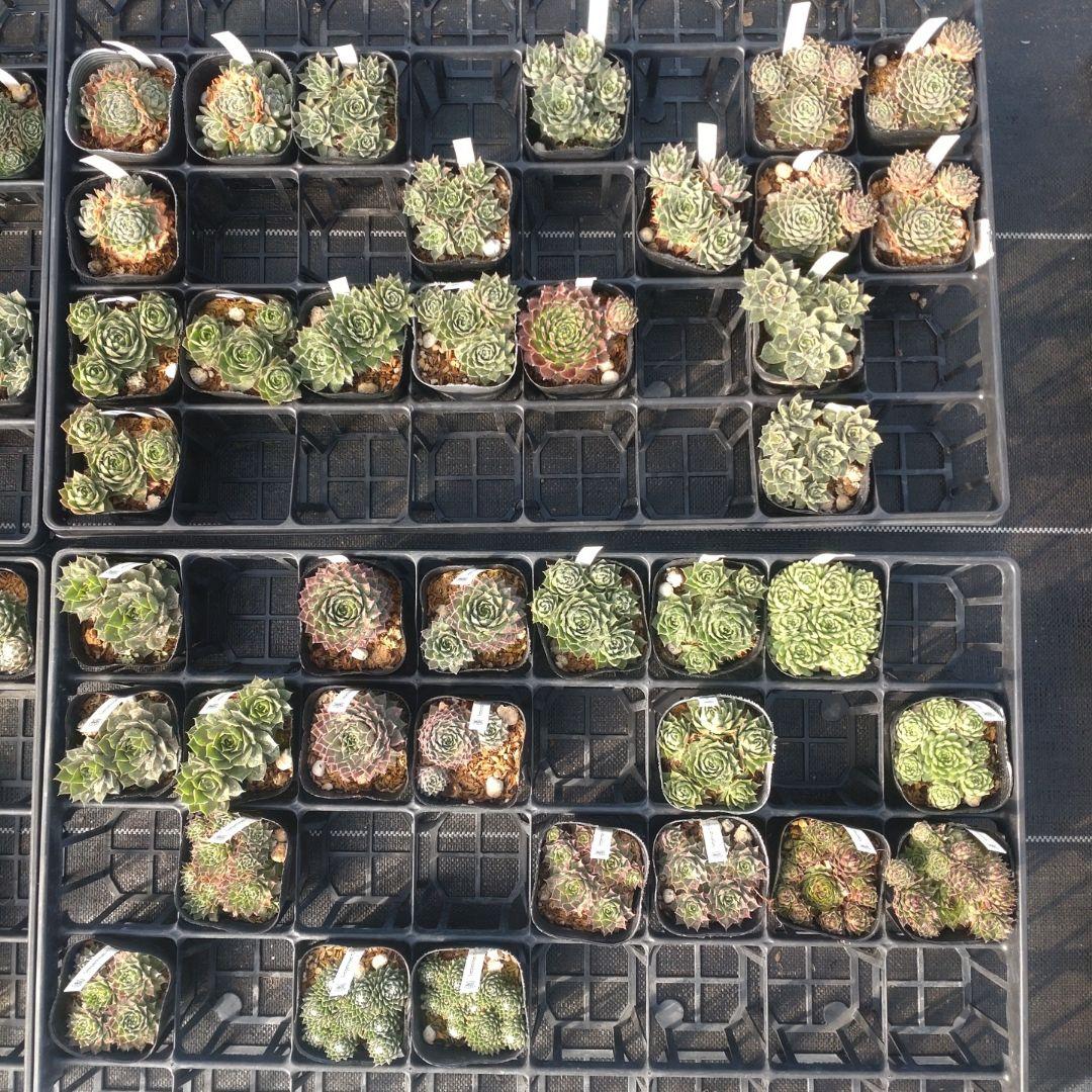 1ポット410円〜 センペルビウム26年1月 その2 1ポット410円〜 センペルビウム26年1月 その2 1ポット410円