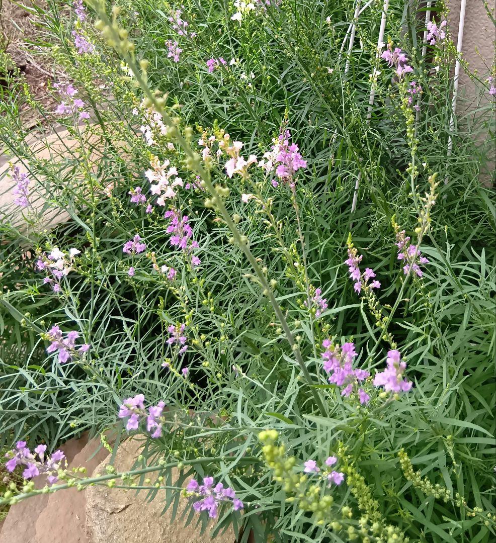 リナリア 紫 ピンク 白 黄色 Mix 苗 宿根草 多年草 姫金魚草 - メルカリ