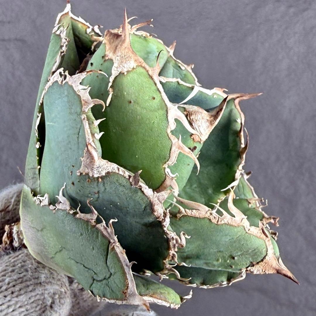 アガベ チタノタ“ OC蚩尤”】ブツブツ強/疣点顕著/無骨フォルム/ K1