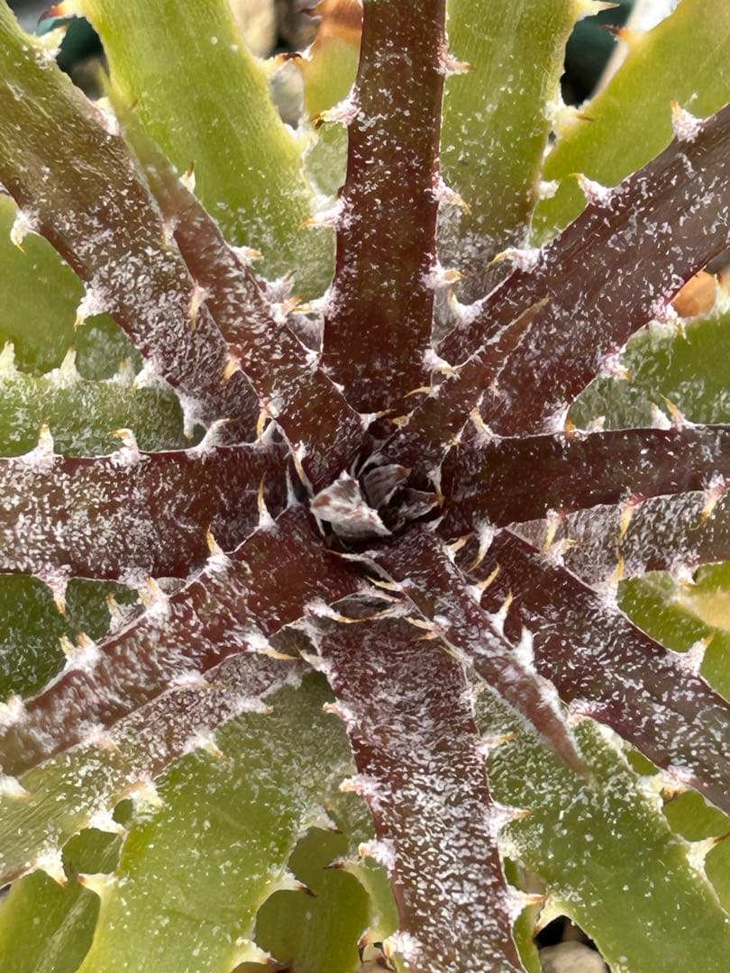 DBディッキア Dyckia Bill Baker hyb #231 - メルカリ