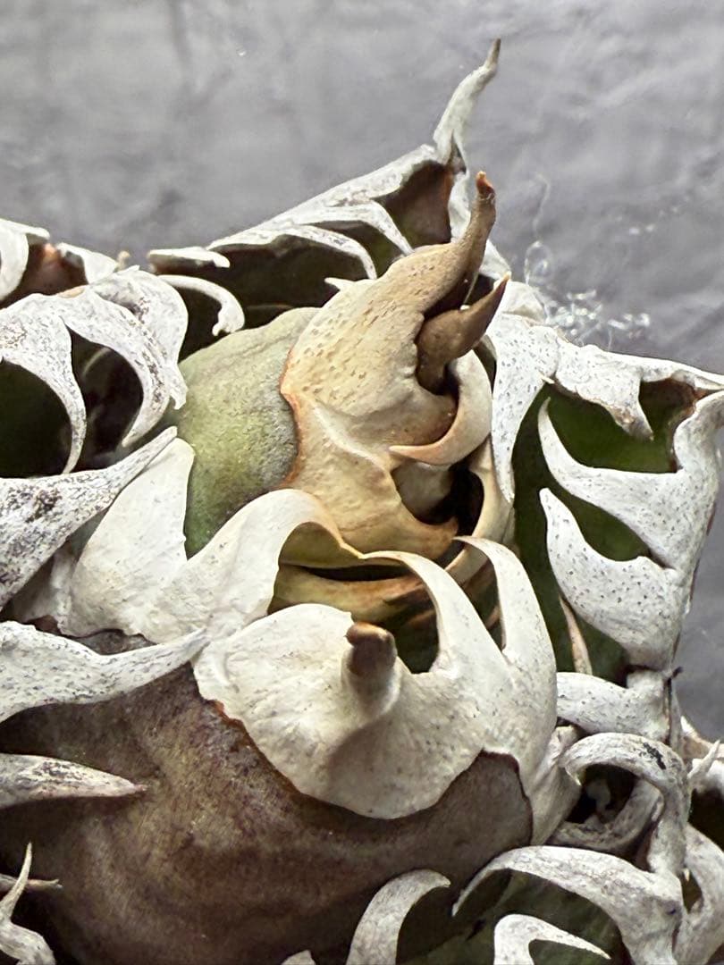 アガベ チタノタ “ゴリ猫”地獄猫 スーパーコンパクト 強棘 - メルカリ