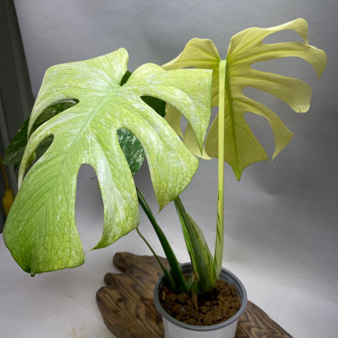 Q123 ホワイトモンスター 天津蘭 モンステラ斑入り - メルカリ