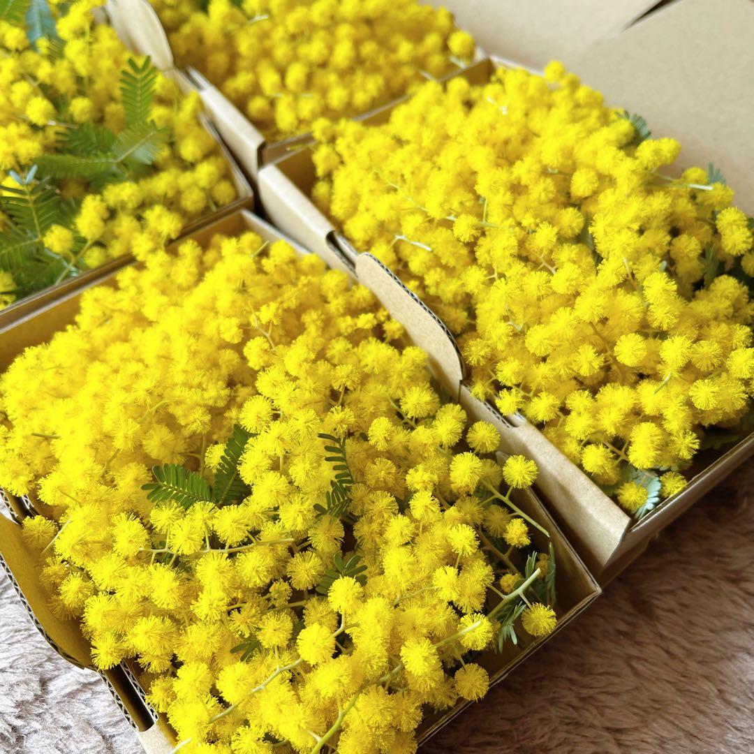 2026年 フレッシュミモザ 小型ダンボール1箱590円 予約受付ページ