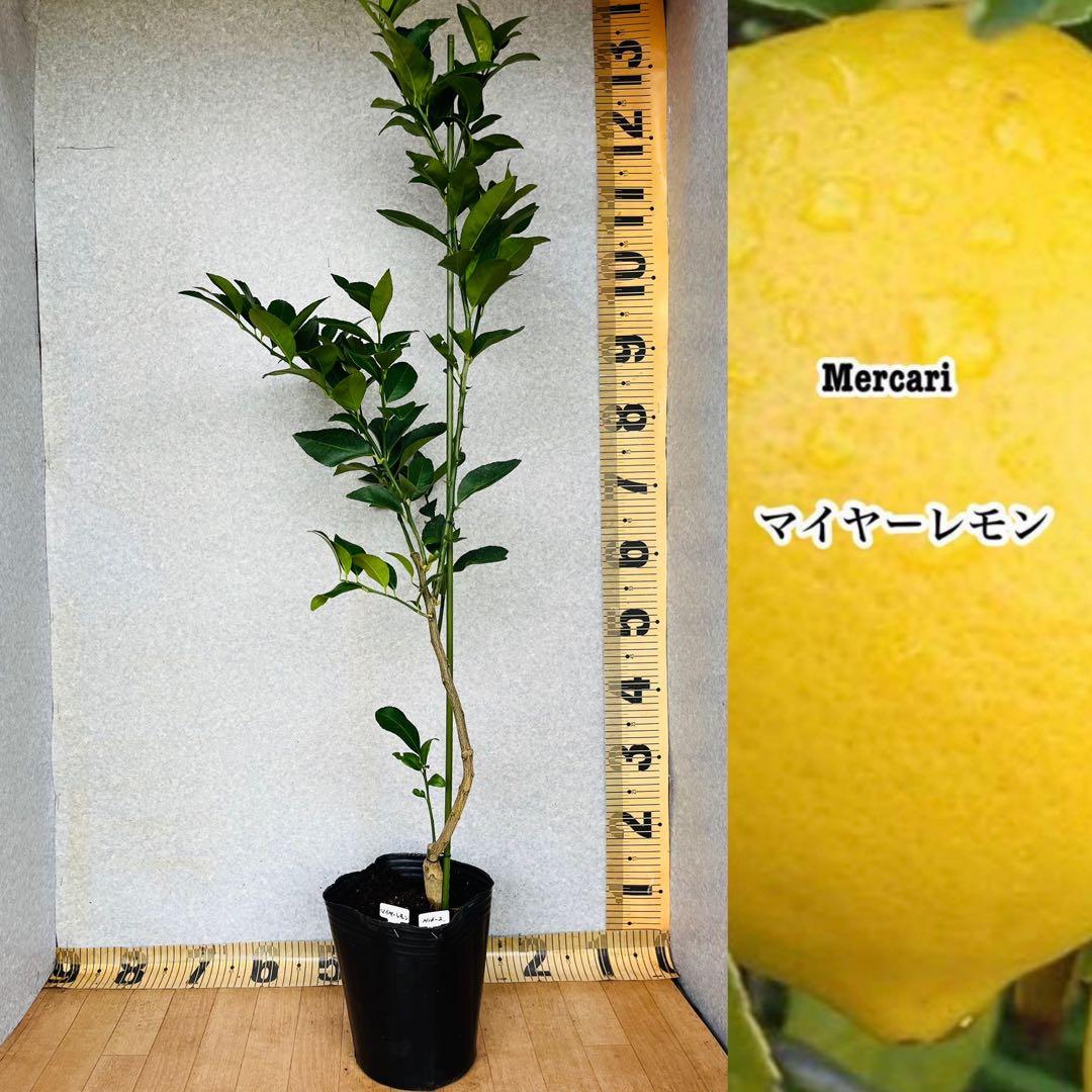 4年生 マイヤーレモン接木苗 樹高120センチ 6.5号ポット 撮影品のお