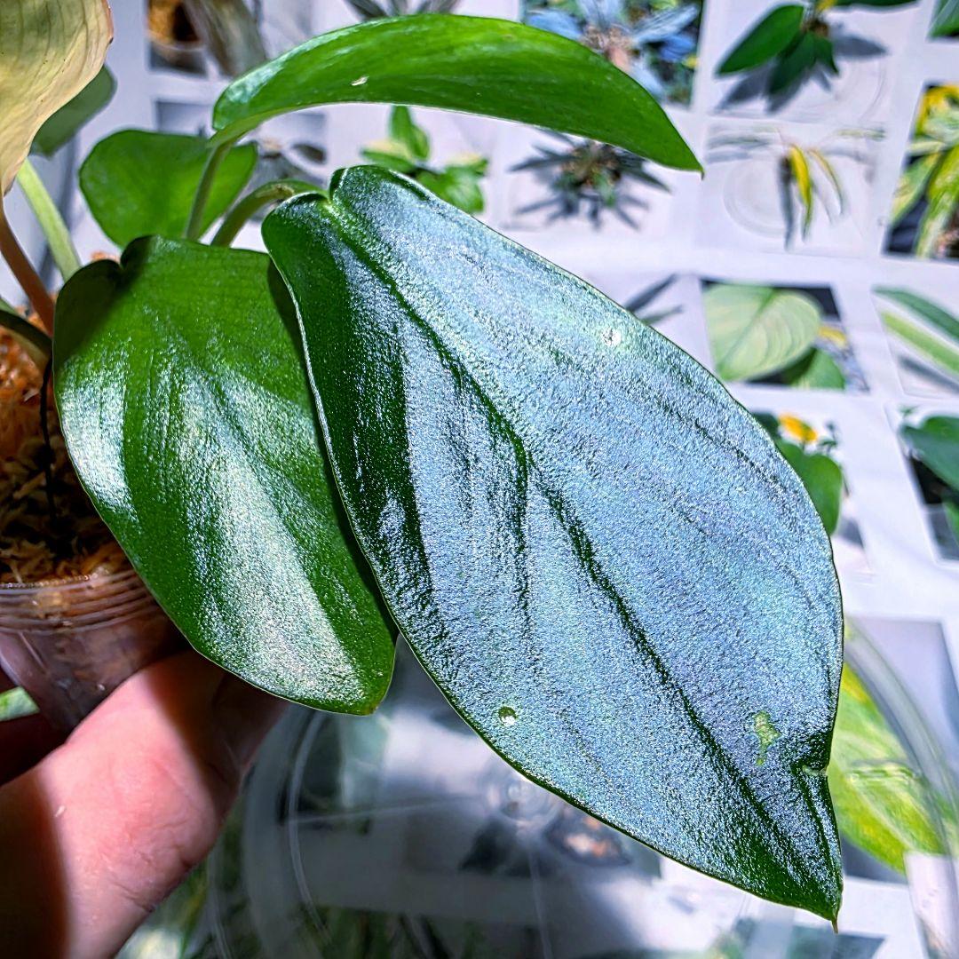 熱帯植物 ホマロメナsp.ランカット スマトラ ウタラ - メルカリ