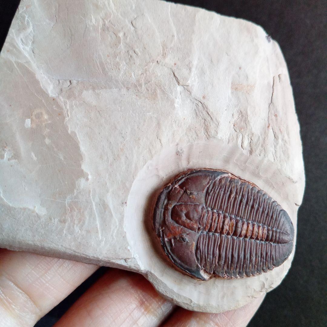 三葉虫　エルラシア　レッド　特大　33mm　ＵＳＡ　完全体　極美麗　極めて希少