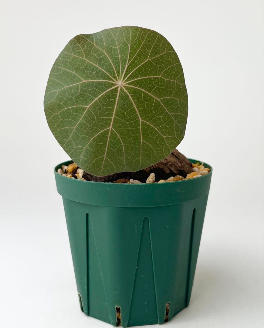 ステファニア カウィーサキー（kaweesakii）鉢植え A-16 - メルカリ