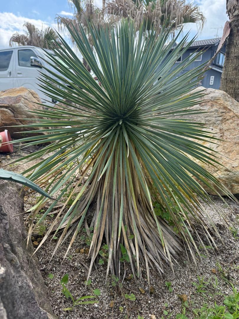 ロストラータ　極上株 Yahoo!オークション -「ユッカ ロストラータ」の落札相場・落札価格