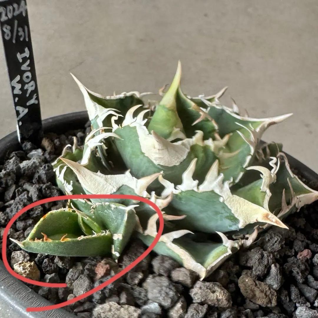 アガベ ivory wa 子株 - メルカリ