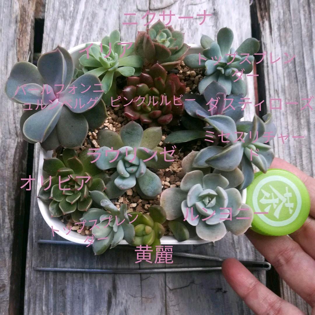 アンジュ様 ご確認用 多肉 確認用 多肉植物 アンジュ様 ご確認用 多肉 アンジュ様 ご確認用 多肉