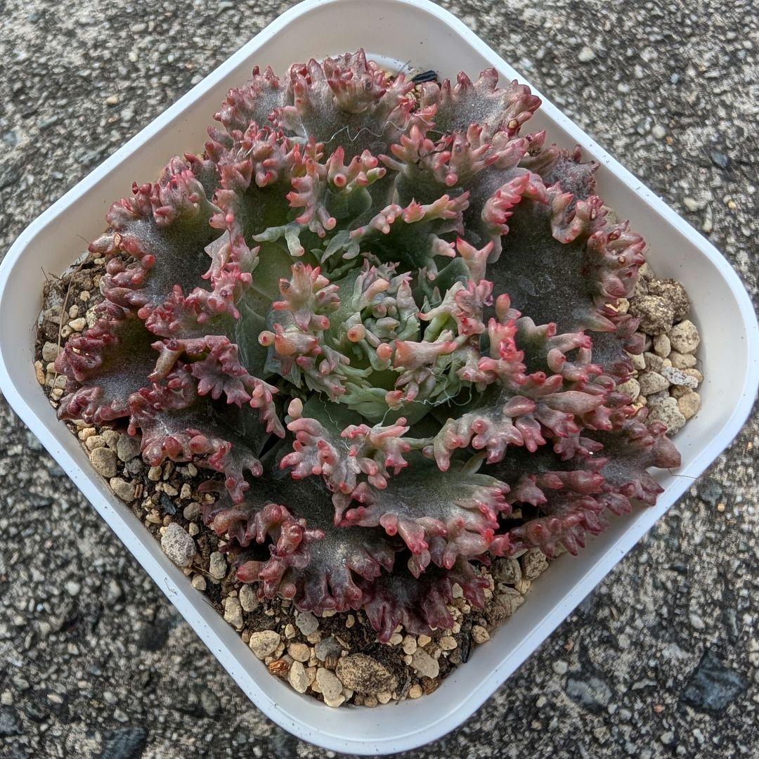 2024年ファレルコラボ 一点のみ 韓国苗 スターファイア 多肉植物 一点