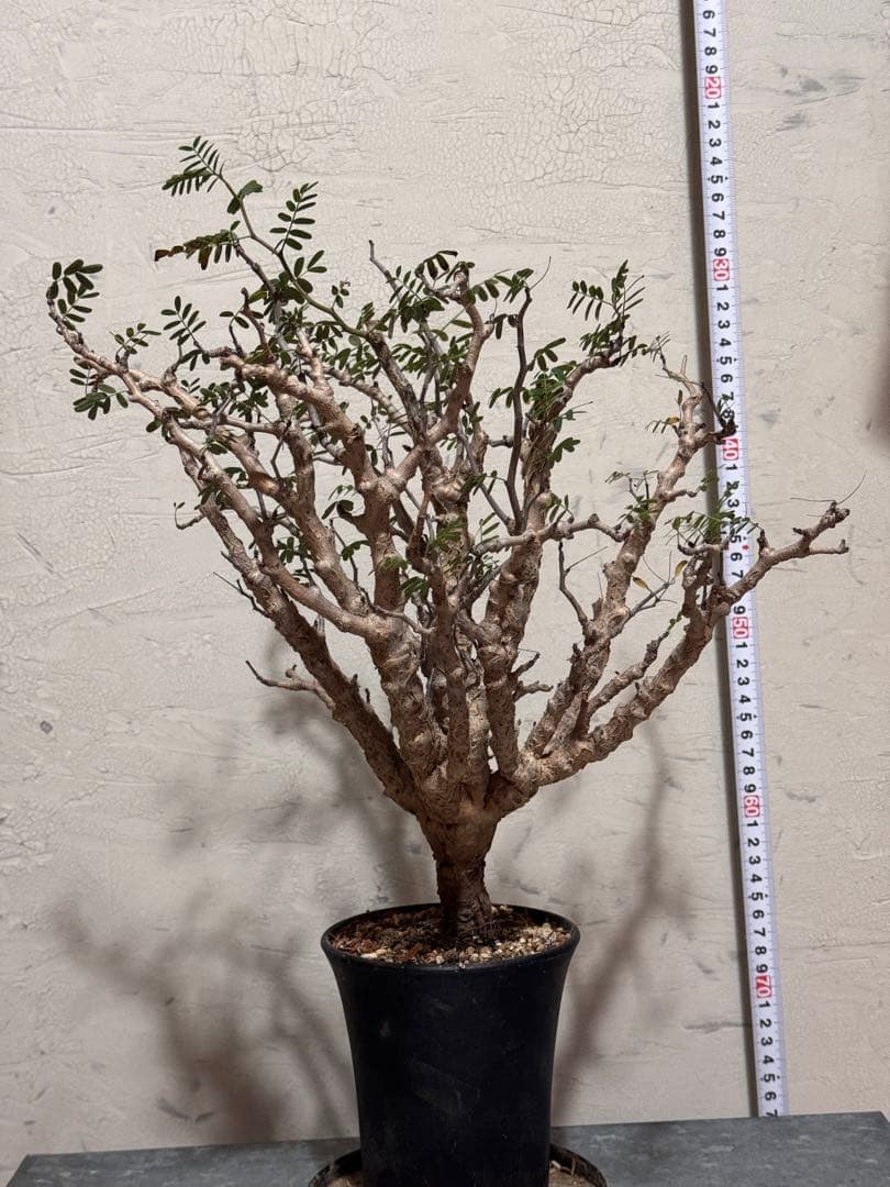 センナメリディオナリス センナメリディオナリス 実生の可愛い子‼︎結構モリモリしてきたね。夜