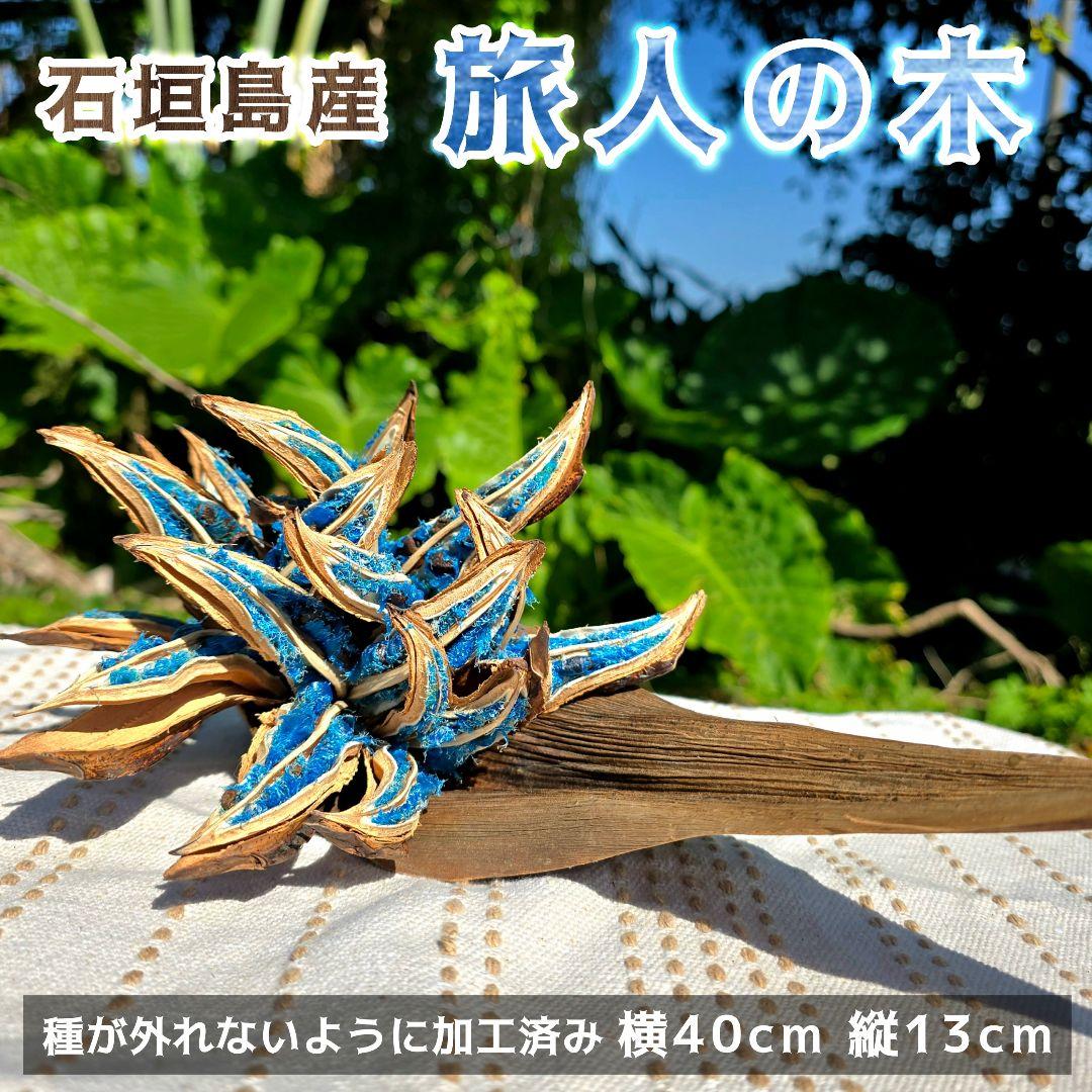 石垣島産】旅人の木 タビビトノキ 送料込み - メルカリ