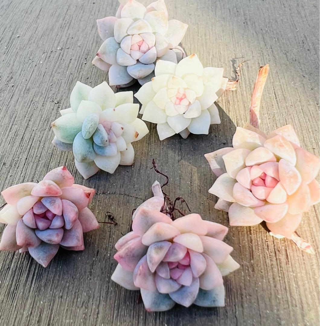 grow p様 ご専用 值引100円 おまけ付き リクエスト 4点 まとめ商品