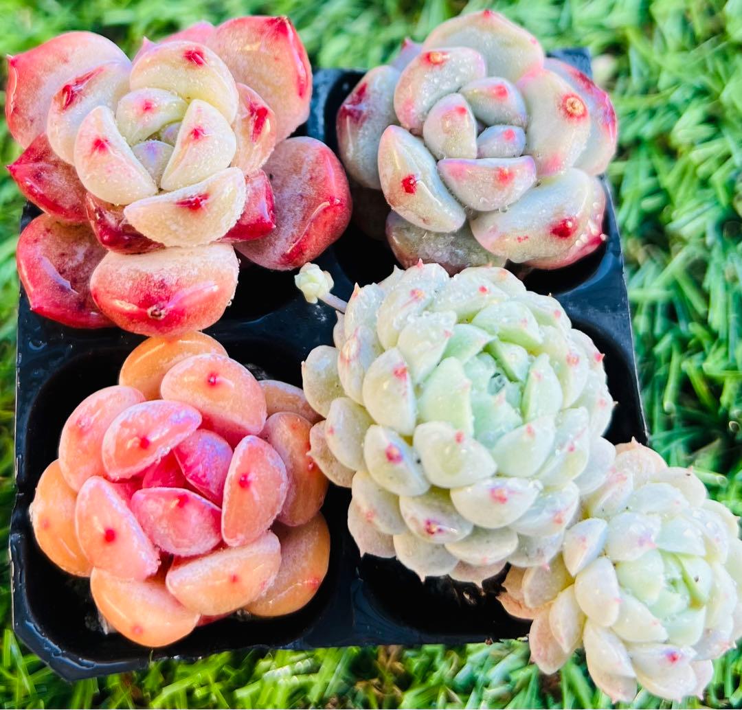 grow p様 ご専用 值引100円 おまけ付き リクエスト 4点 まとめ商品