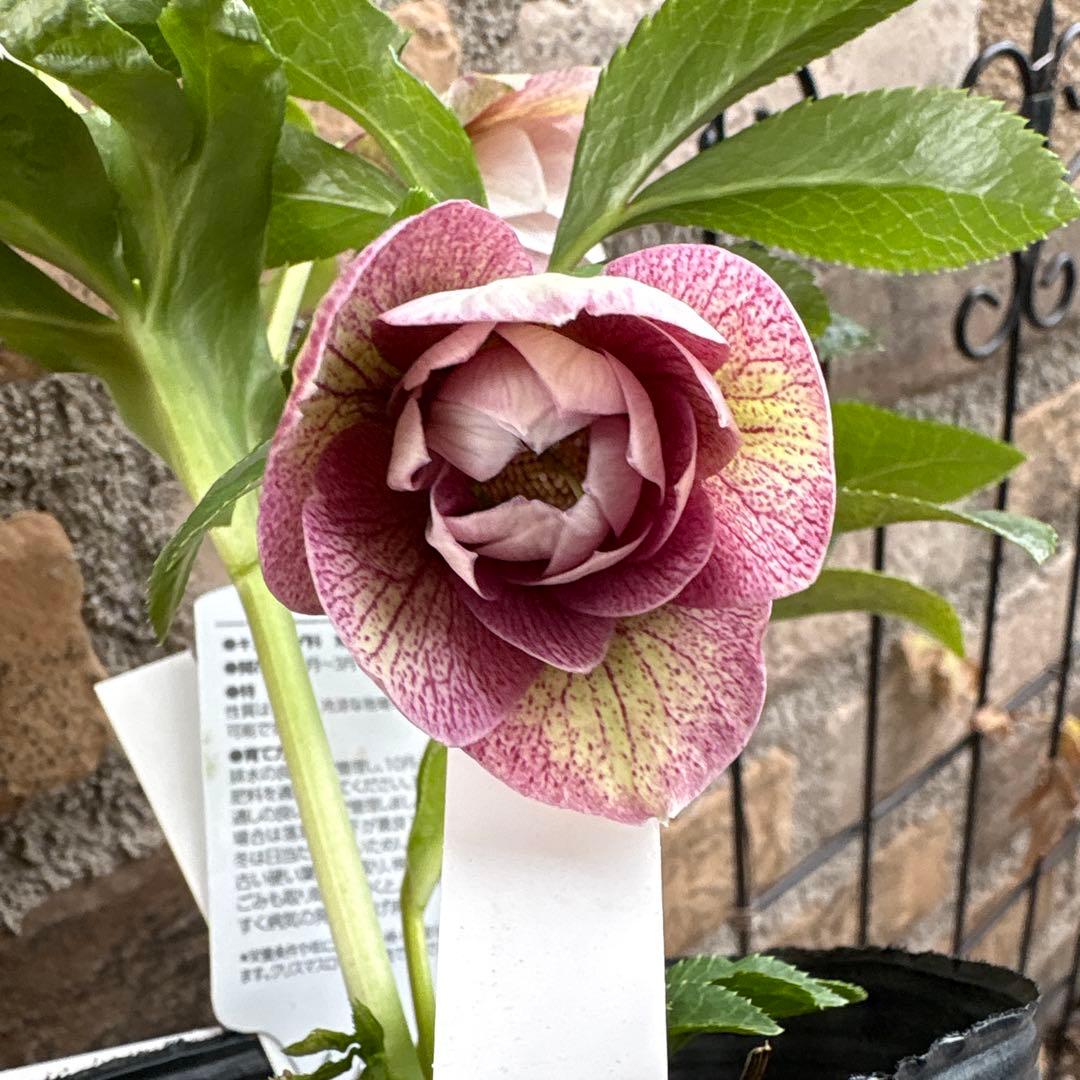 クリスマスローズ・冬牡丹 - メルカリ