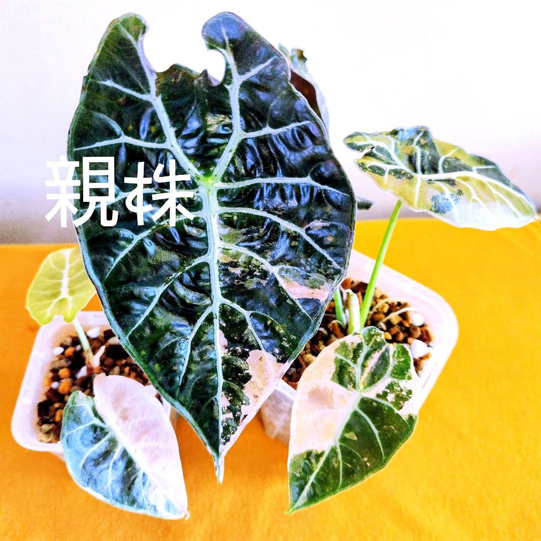 希少】アロカシア ワトソニアナ 斑入り ピンク オーレア 実生 b - メルカリ