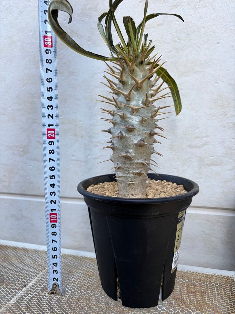 パキポディウム　アンボンゲンセ　美白　良形 パキポディウム アンボンゲンセ Pachypodium ambongense - Special