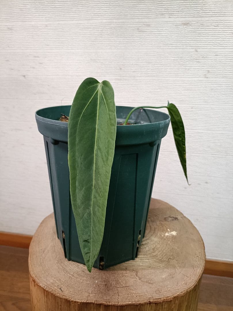 Anthurium Zamora Queen アンスリウムザモラクィーン - メルカリ