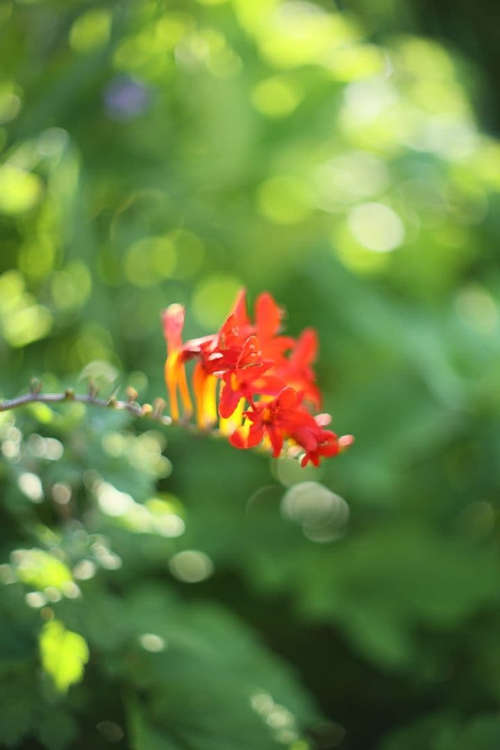 《希少》YASHICA LENS ML 50mm F1.4 後期型 【良品】