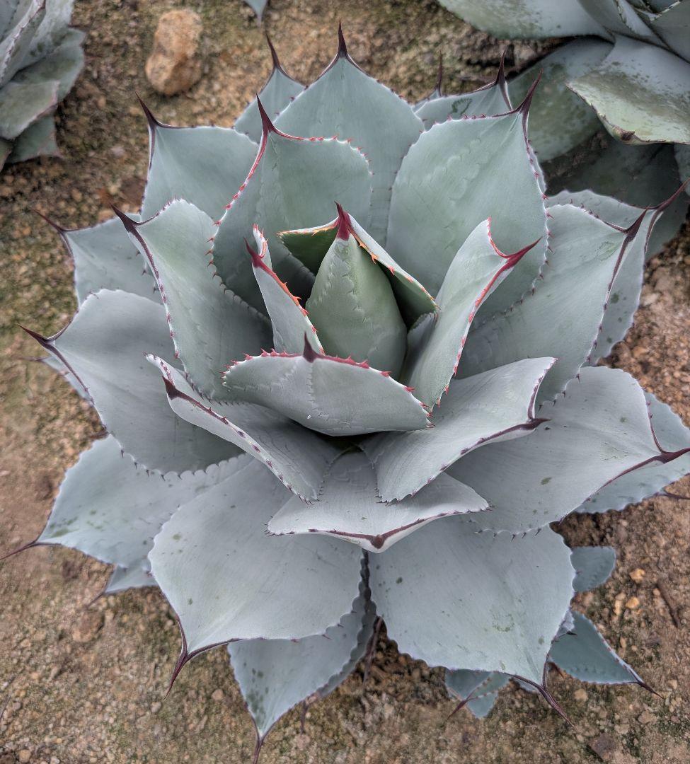 美株 ☆アガベ ☆パリートランカータ 実生株大株 灰青葉×赤