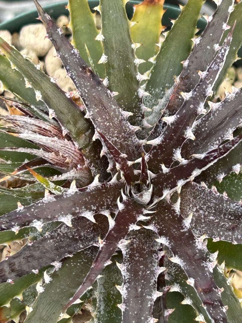 DBディッキア Dyckia Bill Baker hybrid #237 ⑴ - メルカリ