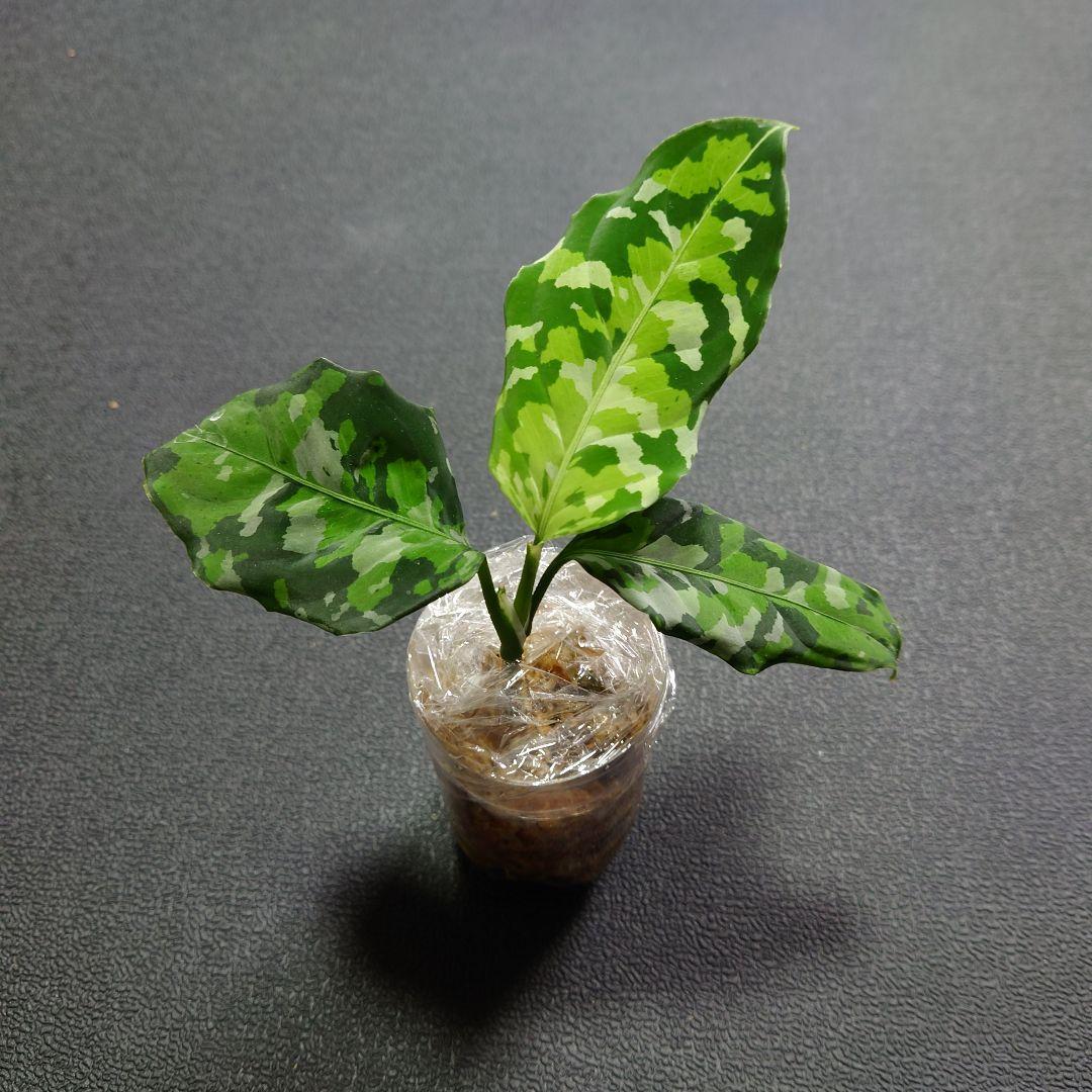 13 アグラオネマ ピクタム トリカラー アンダマン ポートブレア便 北部