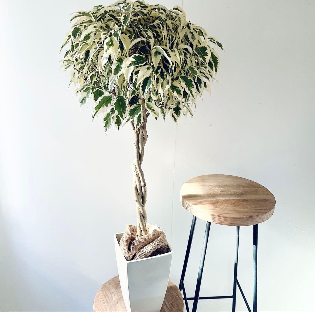 《華やぐ》フィカス ベンジャミン スターライト ビューティークイーン 登録品種