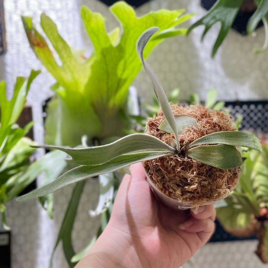 モンキーノース 胞子培養株(E) - メルカリ