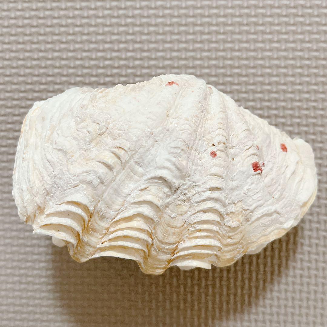 シャコ貝 シャコガイ インテリア 飾り物 オブジェ 種子島 - メルカリ