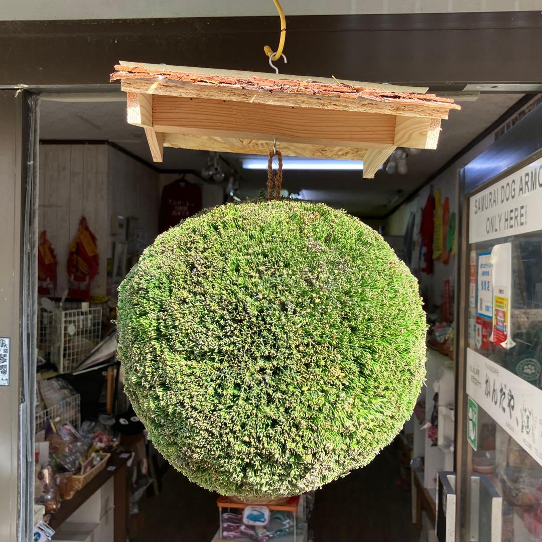 杉玉【屋根付き】③ - メルカリ