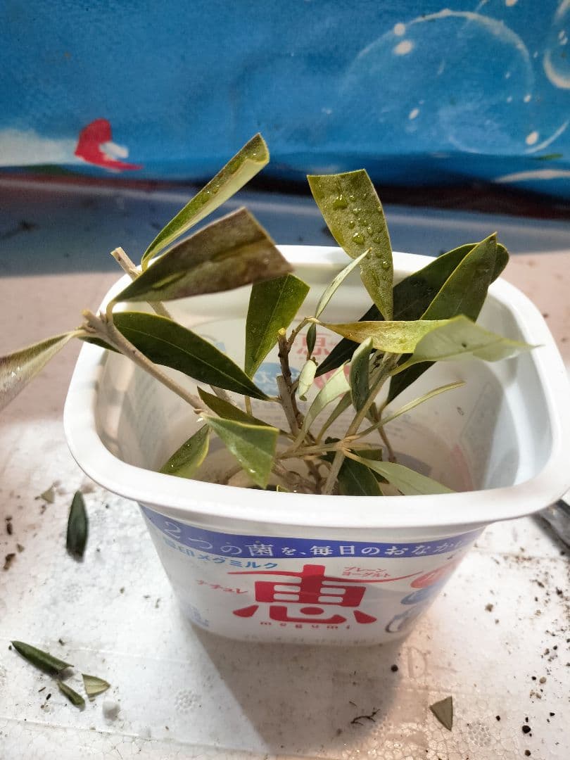 オリーブの木 カラマタ 挿し穂5本 - メルカリ