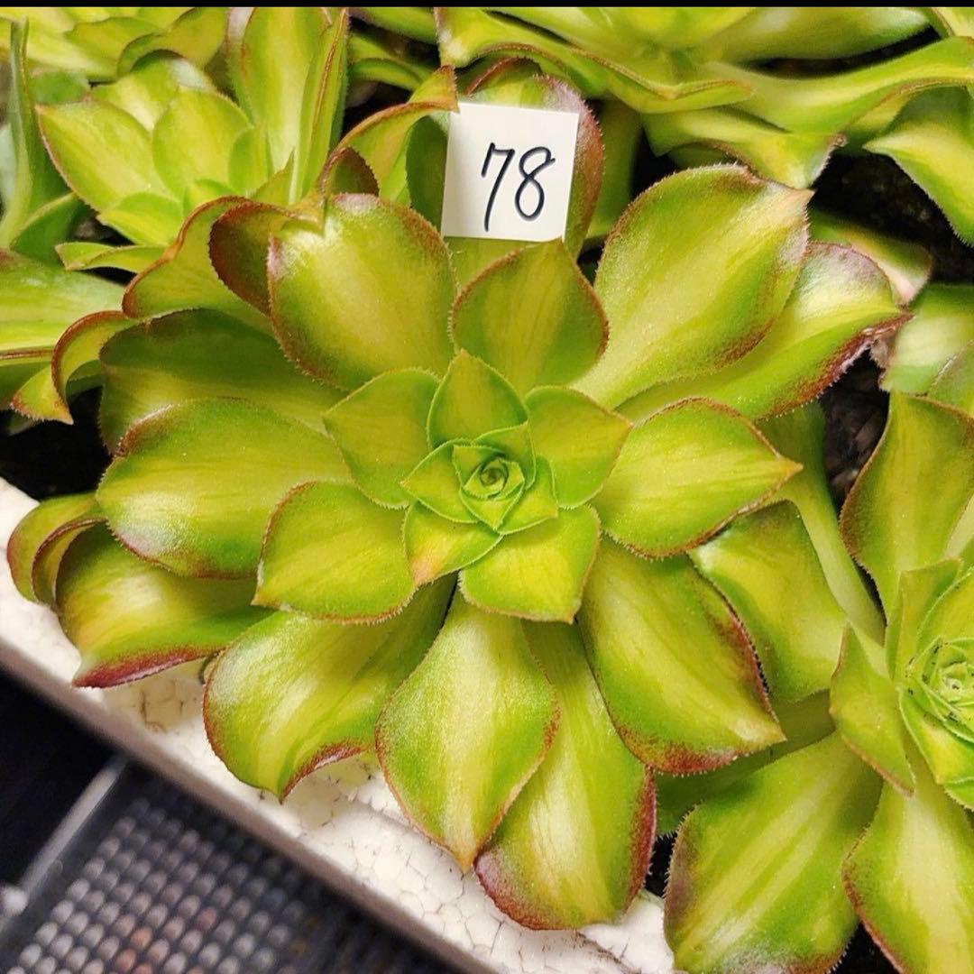 78 #観葉植物アエオニウム❤️サラダボール中斑錦❤️大頭10cm 拔き苗