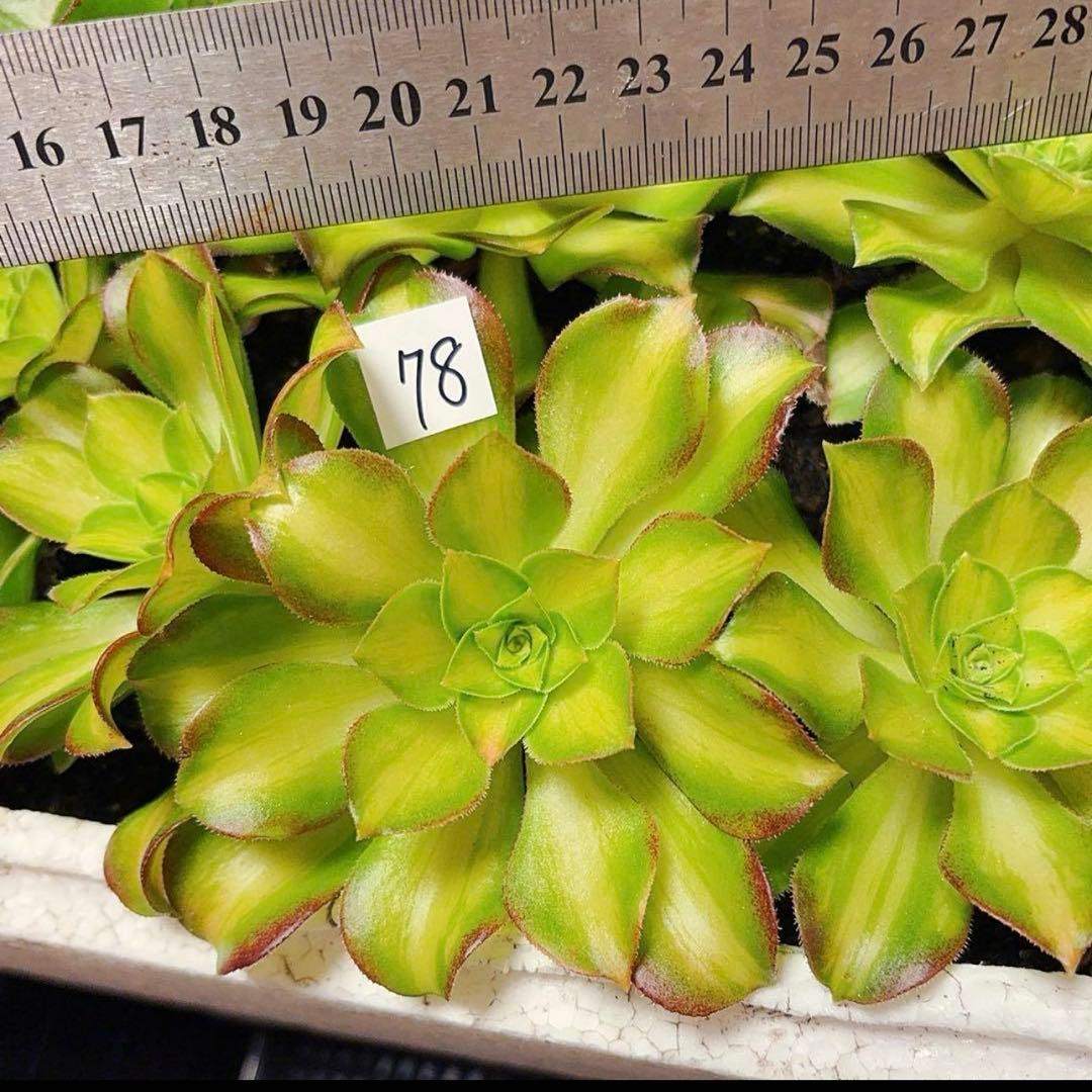 78 #観葉植物アエオニウム❤️サラダボール中斑錦❤️大頭10cm 拔き苗