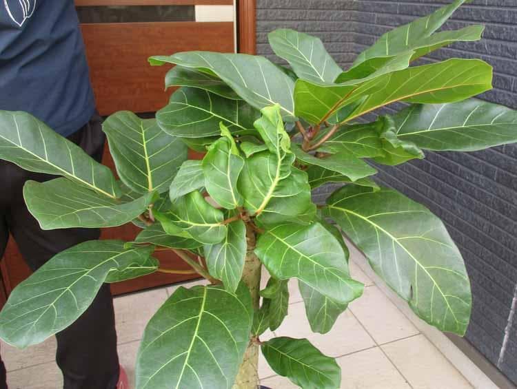 現品】フィカス・アフリカンプリンス 8号 S5番 - メルカリ