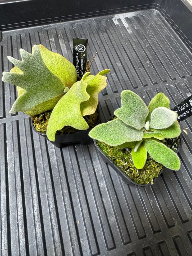 ビカクシダ　2種 71IBXH0YN2L._AC_UF350,