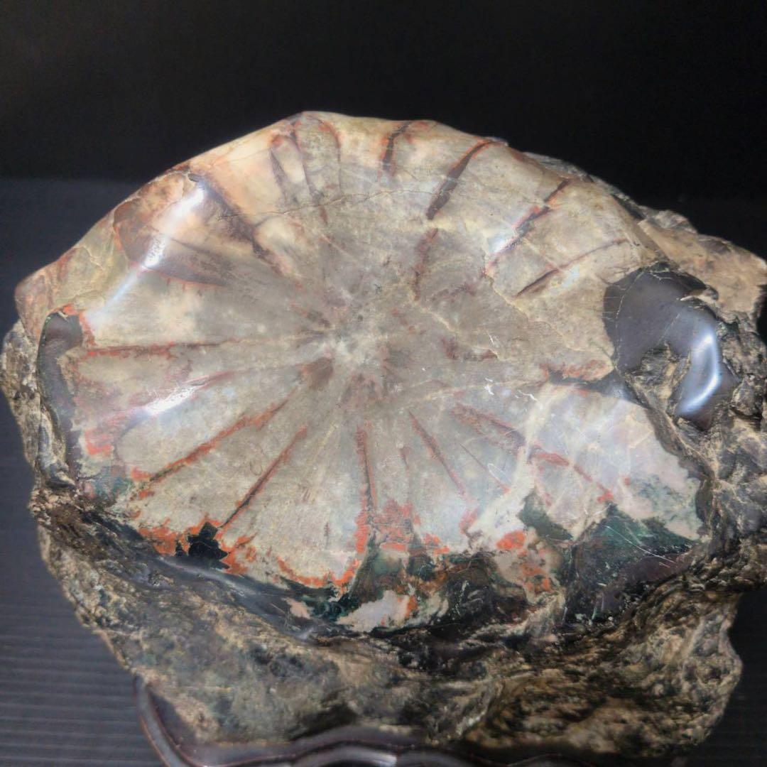 【大型】天然 菊花石 鑑賞石 台座付 22cm 5.8kg 一輪大菊 置物 水石