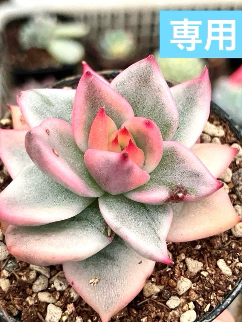 専用　マクライジング錦　紫麗殿錦　フローレンス錦×2 ピンクルビー錦 錦 | RuPo 多肉植物専門店