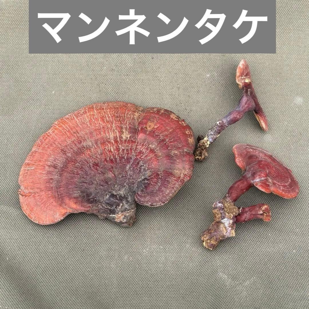 マンネンタケ サルノコシカケ 霊芝 レイシ - メルカリ