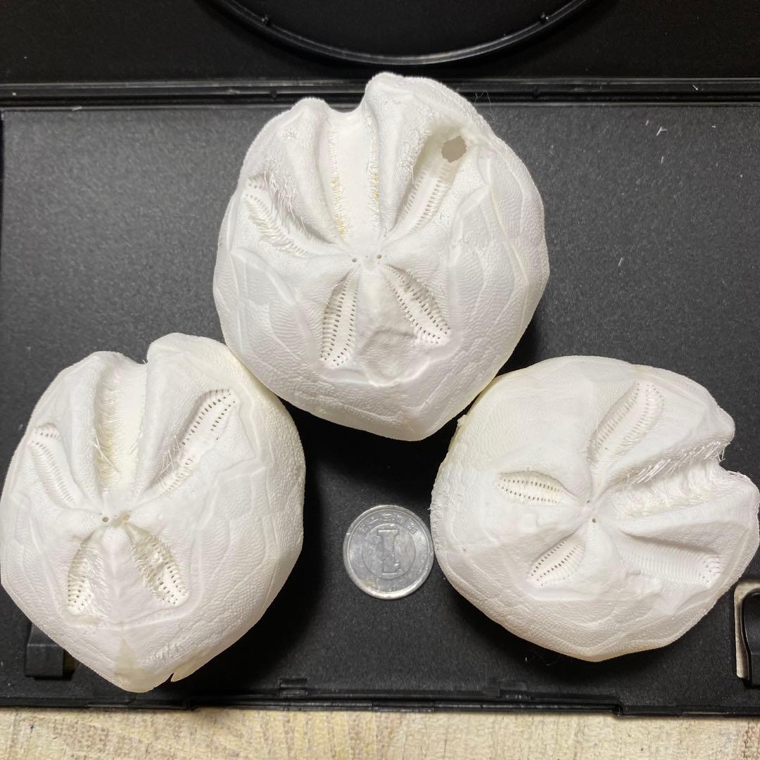 ブンブクチャガマ ブンブク ウニ標本 ウニ殻標本 標本 - メルカリ