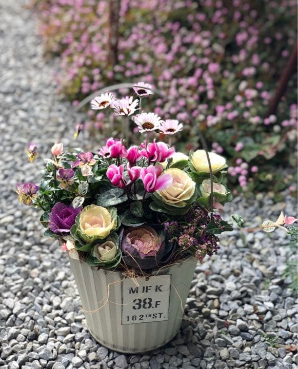 sweetbasket 葉牡丹とシクラメン 季節のお花 寄せ植え 売り切れました