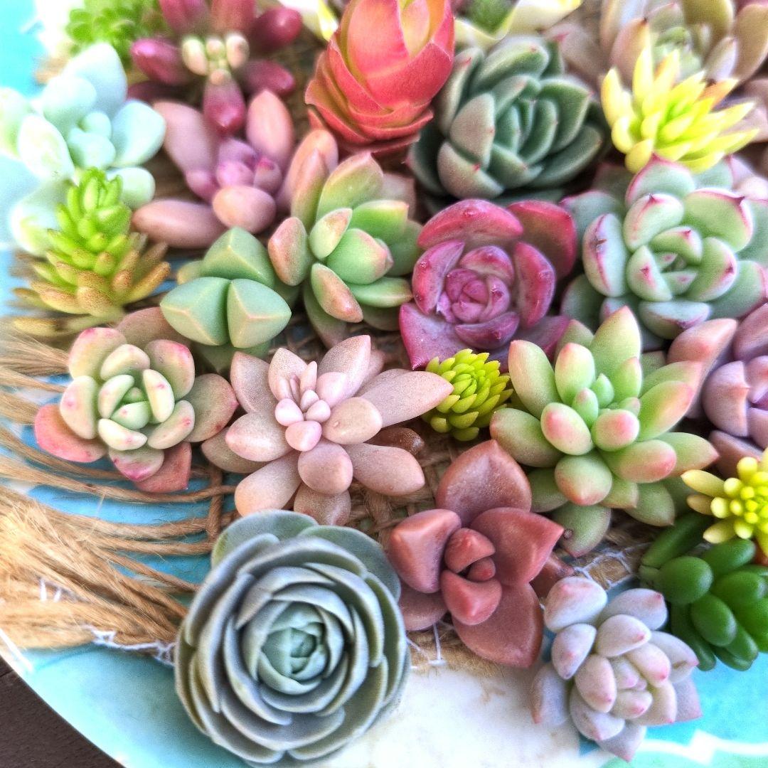 多肉植物☆可愛いカット苗♡寄せ植えチマチマセット♪ネコポスすぐ到着