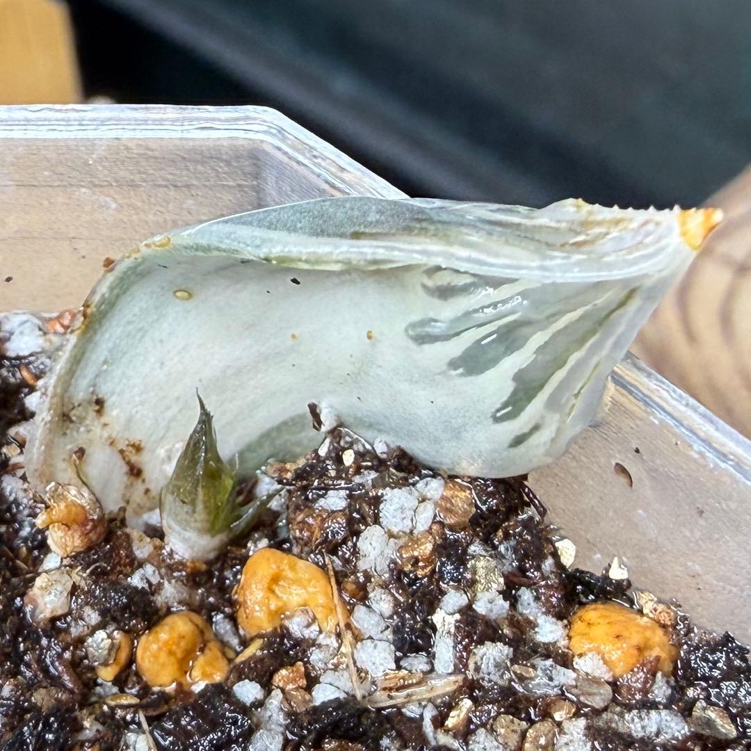 ハオルチア⭐️白蛇伝 葉挿し⭐️ 発根済み、美品、すくすく成長中