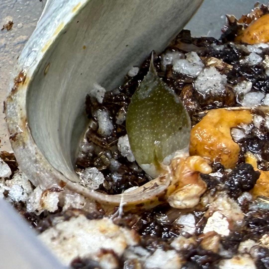 ハオルチア⭐️白蛇伝 葉挿し⭐️ 発根済み、美品、すくすく成長中