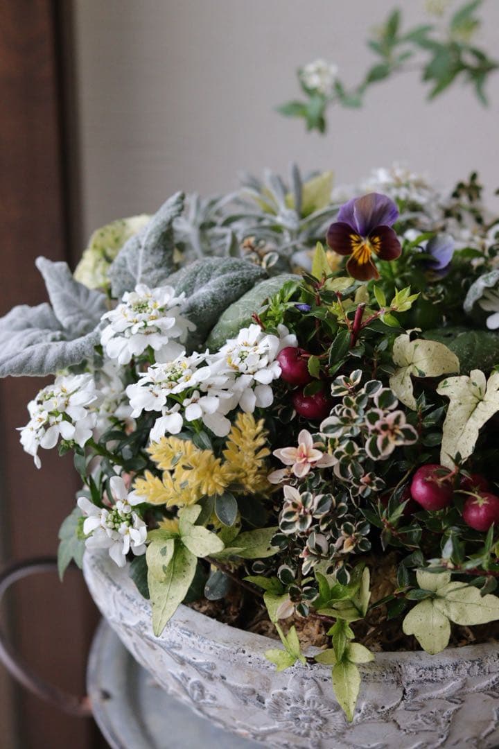 イベリスとカラーリーフのエレガントな春寄せ植え - メルカリ